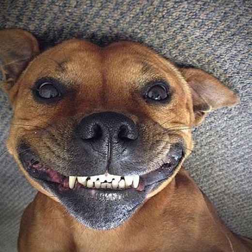 Picture for category Dental Diets